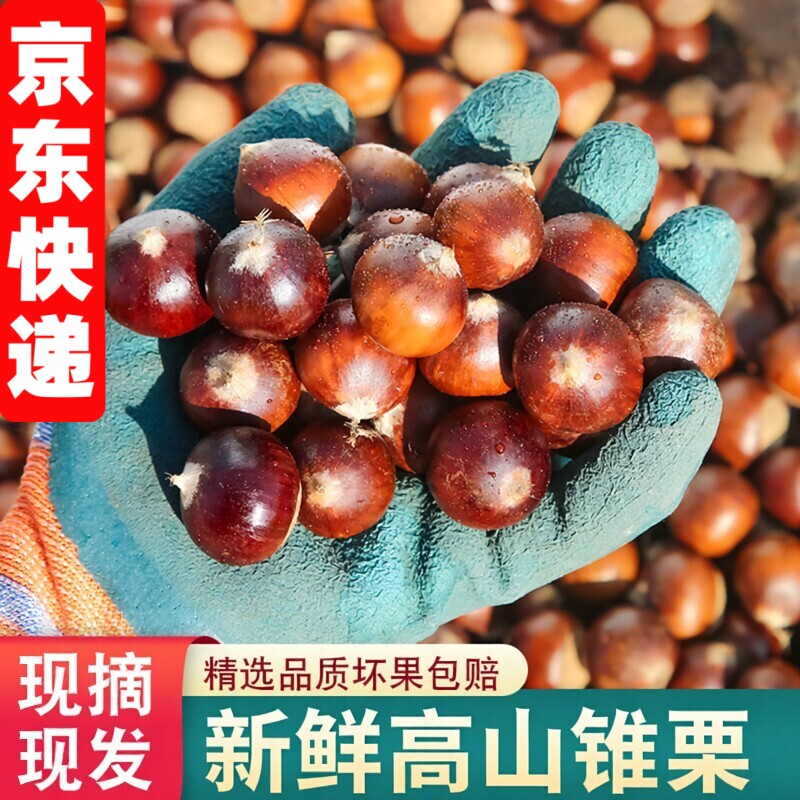 农家现摘福建高山锥栗榛子野生圆尖油栗毛栗子板栗生新鲜糖炒栗子