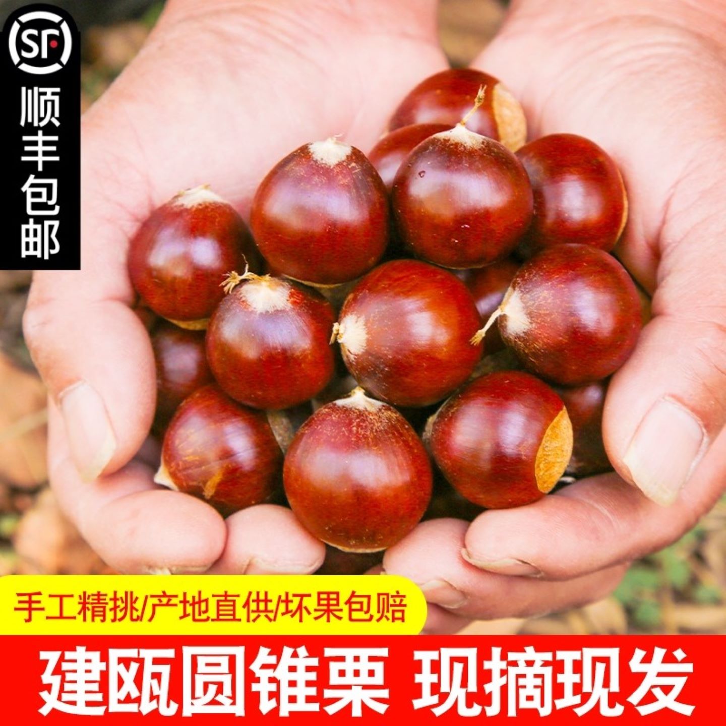 建瓯锥栗现摘新鲜2025年栗子板栗