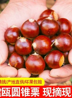2025年农家现摘建瓯锥栗榛子野生圆尖油毛栗子板栗生新鲜糖炒栗子