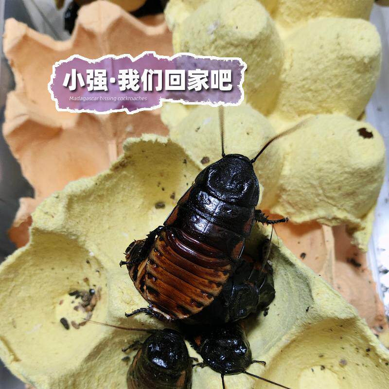 网红蟑螂马达加斯加发声蟑螂国外巨型马岛群居活体宠物小强包邮
