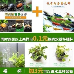 螺水草缸橙兔螺玫瑰螺观赏螺淡水 鱼缸清理蜗牛螺屎吃粪便