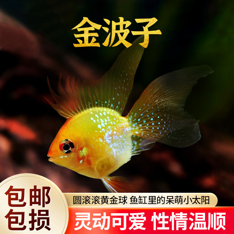 桃心金波子蓝波子阿凡达短鲷鱼凤凰球草缸小型热带观赏鱼鱼缸活体