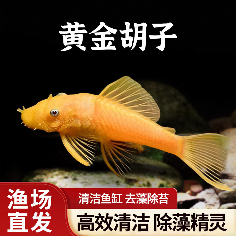 黄金胡子大帆工具鱼清缸除藻热带小型淡水鱼红蓝眼发货好养耐活鱼