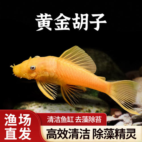 黄金胡子大帆工具鱼清缸除藻热带小型淡水鱼红蓝眼发货好养耐活鱼