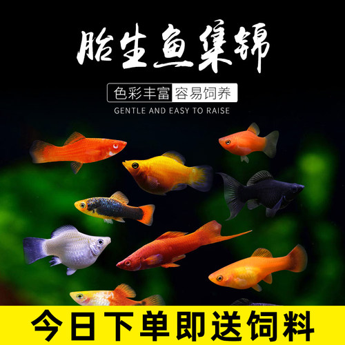 活体黑玛丽热带鱼观赏鱼