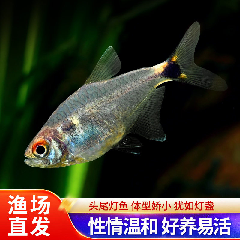头尾灯鱼小型热带鱼灯科鱼苗群游水草缸新手好养易活淡水银屏灯鱼