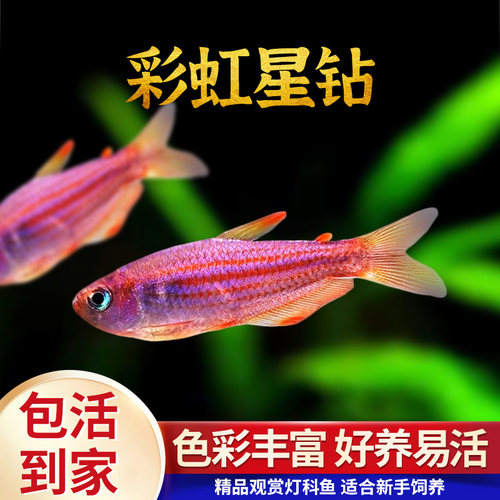 彩虹星钻灯鱼观赏鱼草缸鱼南美