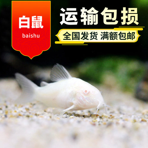垃圾清道夫淡水包邮金苔鼠