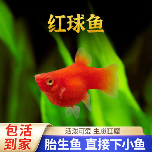 水宠红球鱼胎生鱼红皮球鱼