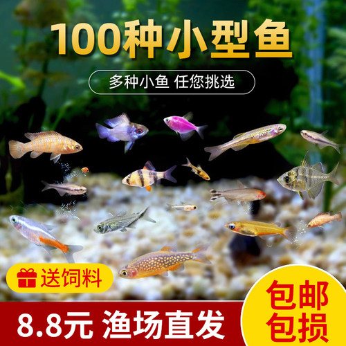 淡水活体小型鱼苗宝莲灯