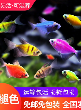 天使鱼七彩鱼柠檬青苹果柠檬绿老虎灯科鱼孔雀斑马小型热带观赏鱼