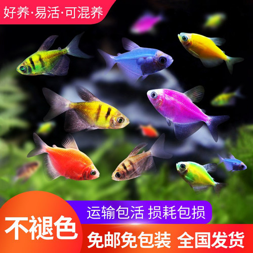 天使鱼鱼柠檬蓝莓小型热带观赏鱼