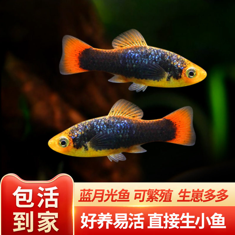 蓝月光鱼胎生鱼玛丽鱼产仔鱼高鳍蓝月光蓝牡丹蓝鸳鸯蓝彩鱼热带鱼