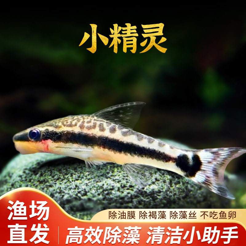 小精灵鱼草缸除藻工具鱼吃藻鱼清道夫胡子大帆黑线飞狐小猴飞狐鱼