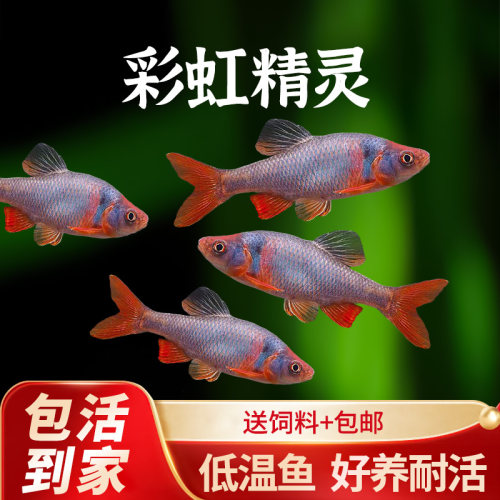 卢伦真小鲤彩虹精灵鱼北美原生耐寒冷水鱼淡水群游宠物观赏鱼活体