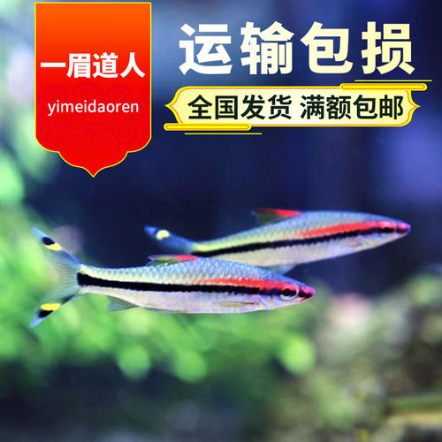 一眉道人鱼苗观赏鱼红眉道人小型热带鱼水生小宠物好养易活送饲料 - 封面