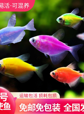 天使鱼大号观赏鱼热带鱼淡水好养耐活群游七彩红天使紫天使柠檬黄