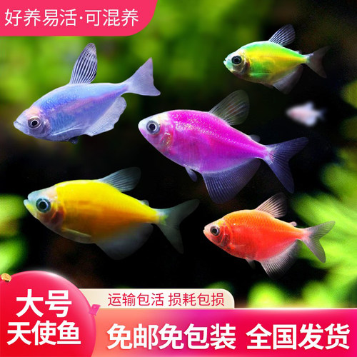 大号天使鱼热带淡水鱼七彩不掉色