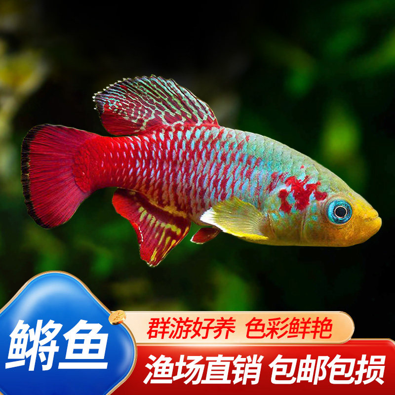 贡氏圆尾鳉鱼小型鳉科鱼梦幻七彩五彩珍珠漂亮宝贝灯草缸鳉鱼活体