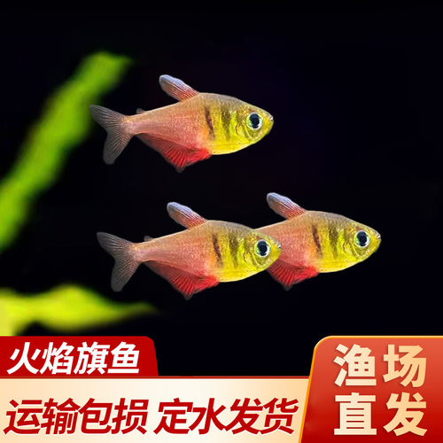 火焰旗热带淡水鱼好养耐活