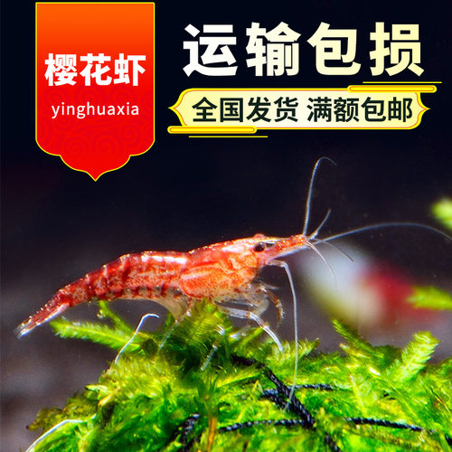 樱花虾火焰观赏除藻宠物活体鱼缸