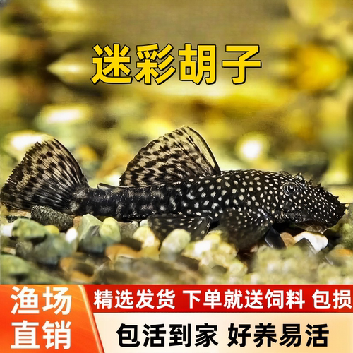 迷彩胡子鱼强效除绿藻青苔清道