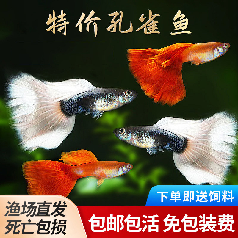 观赏鱼金鱼凤尾鱼热带孔雀鱼图片