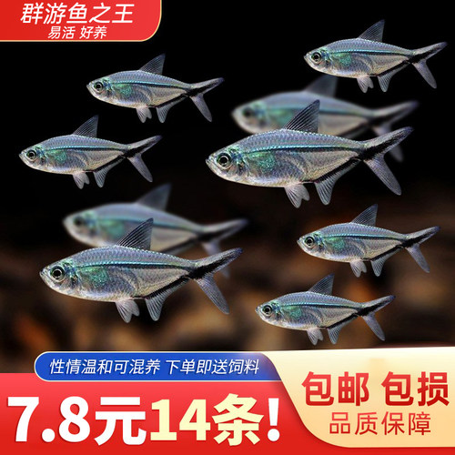 黑尾大勾草缸活体小型鱼