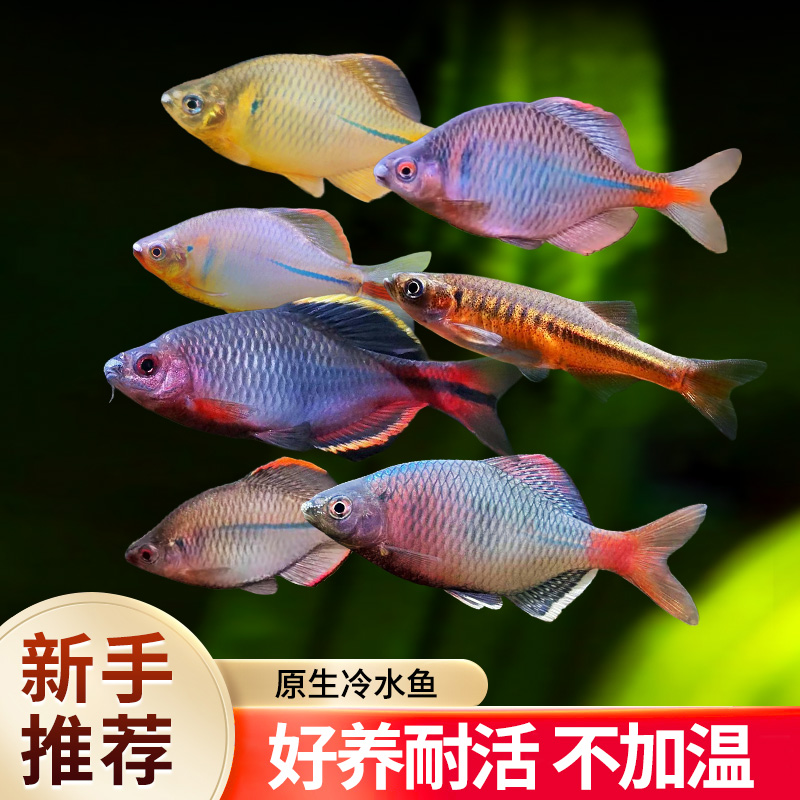 七彩鳑鲏鱼苗观赏鱼冷水鱼淡水好养耐活小型原生群游小鱼旁皮河鱼