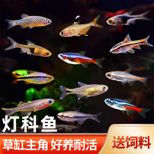 灯科鱼热带淡水好看群游