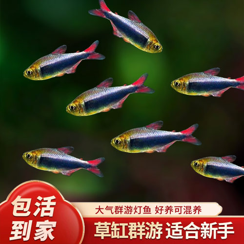 血翅蓝帝灯帝王灯黑帝王灯黑灯鱼蓝国王灯彩虹帝王灯淡水鱼灯科鱼