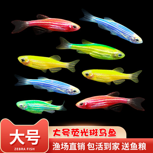 大号斑马鱼热带鱼好养活