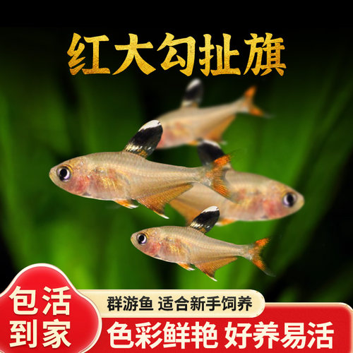 热带观赏淡水鱼宠物鱼好养耐活