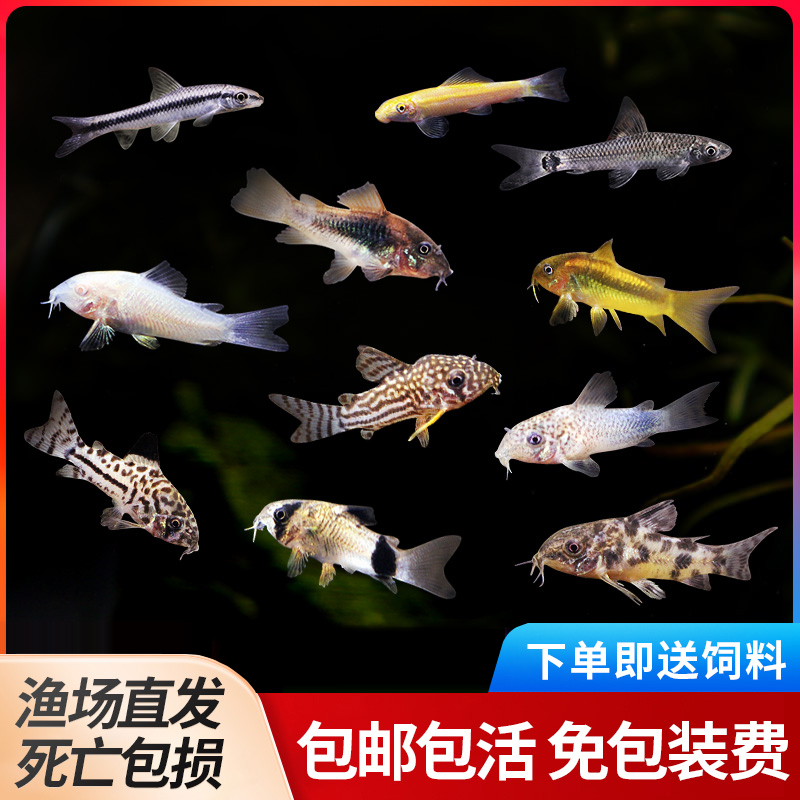 珍珠底栖除藻清洁工具金苔鼠
