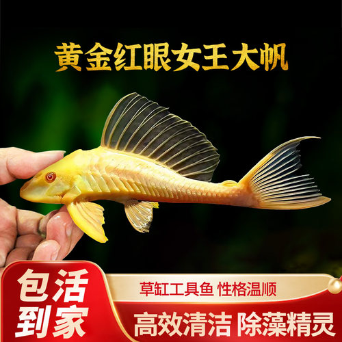 红眼女王鱼缸吃垃圾鱼耐养活