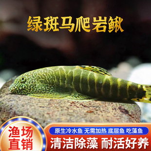 绿斑马爬岩鳅鱼贵州爬岩鳅吸鳅鱼琵琶双吸盘冷水清道夫清洁工具鱼