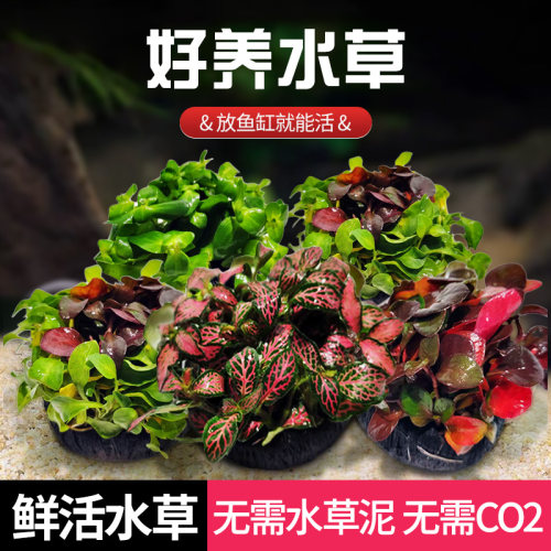坨草翡翠皇冠趴地珍珠