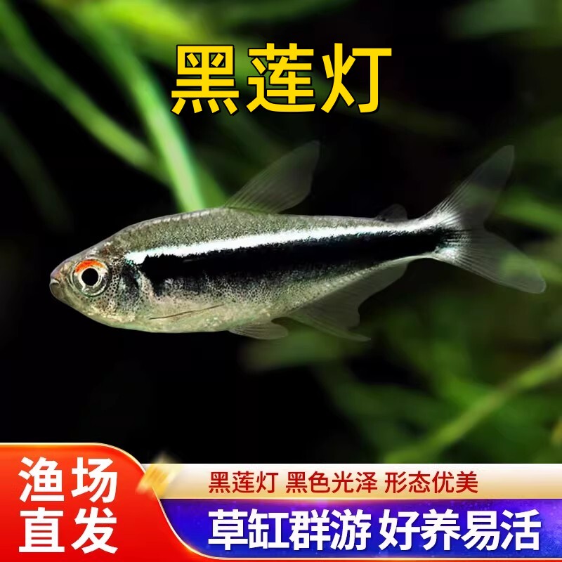 黑莲灯黑灯黑宝莲灯小型热带鱼观赏鱼红绿灯黑管灯鱼草缸群游活体