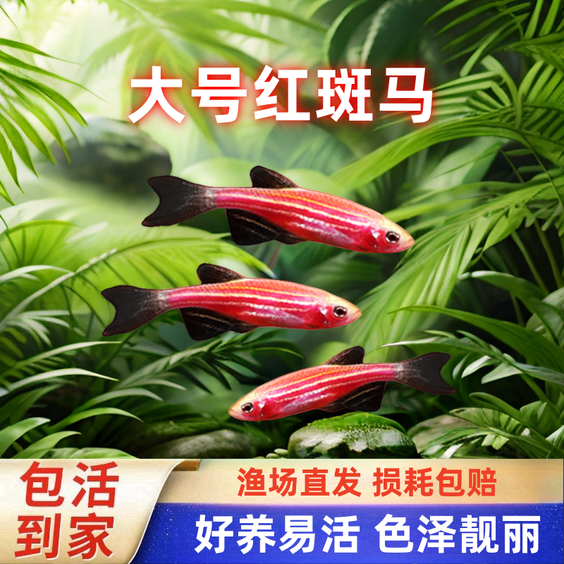 大号斑马鱼热带观赏鱼孔雀鱼灯科红绿灯鱼小型活鱼水鱼淡水好养