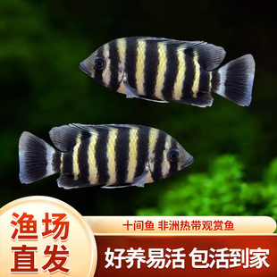 十间鱼非洲活体鱼苗大型热带观赏鱼龙鱼配鱼坦鲷马鲷鱼 包活鱼 包邮