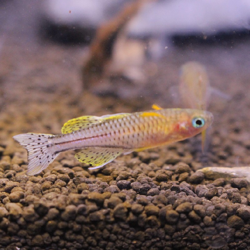 珍珠燕子阿鲁燕子鱼热带观赏鱼缸草缸上层灯鱼群游小型鱼活体包活