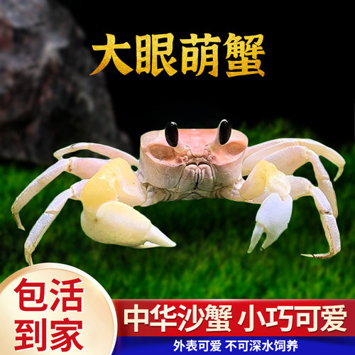 中华沙蟹活体大眼萌陆生螃蟹