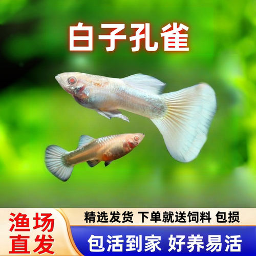 白子礼服孔雀鱼胎生鱼好养耐活