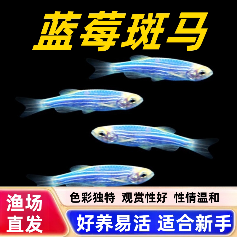 蓝莓斑马鱼热带观赏鱼孔雀鱼灯科红绿灯鱼小型活鱼淡水好养耐活