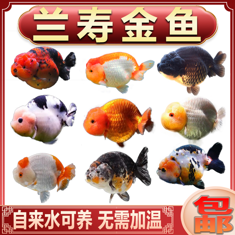 国粹精品兰寿金鱼小尾短尾