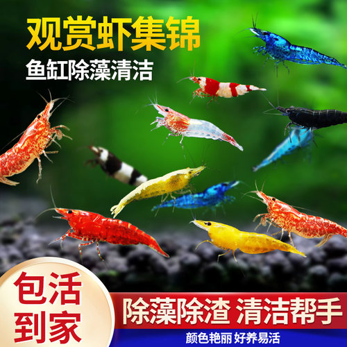 观赏虾除藻虾淡水好养