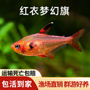 红衣梦幻旗热带淡水鱼观赏活体小型草缸群游鱼黑尾大勾鱼火焰旗鱼