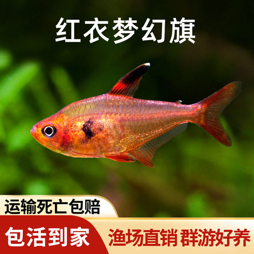 红衣梦幻旗淡水鱼好养耐活好看