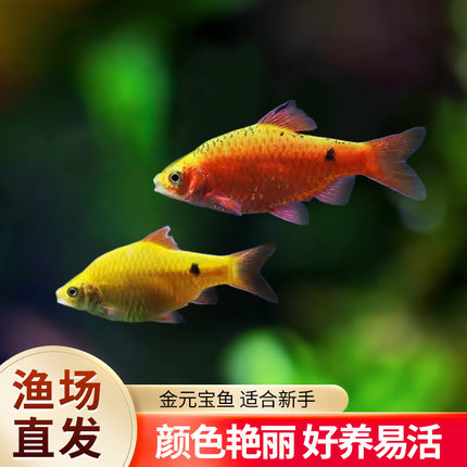 金元宝鱼玫瑰鲫鱼招财观赏鱼闯缸新手好养耐活低温小型鱼草缸鱼苗