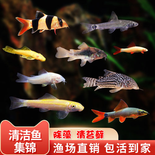 好养清洁除藻除藻观赏鱼